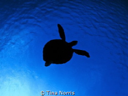 Three legged turtle by Tina Norris 